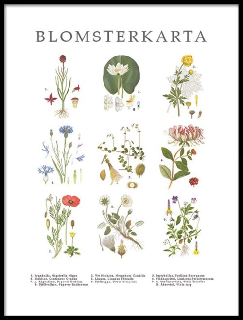 Poster Blomsterkarta-3671