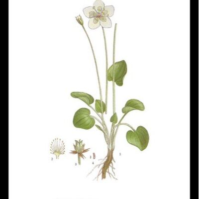 Póster Slåtterblomma