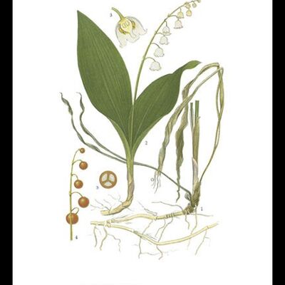 Poster Lily of the Valley