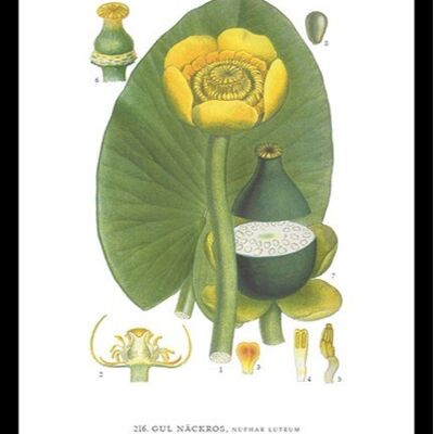 Poster Yellow Water Lily