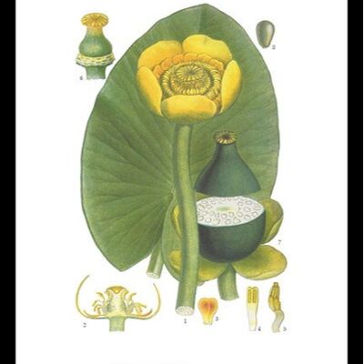 Póster Nenúfar amarillo