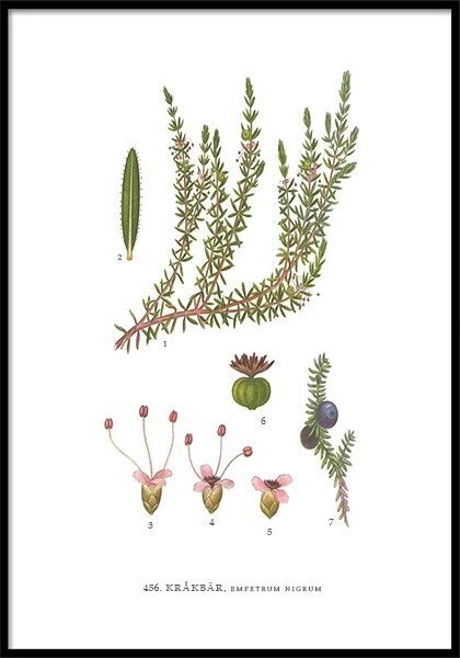 Poster Crowberry