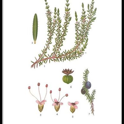 Poster Crowberry