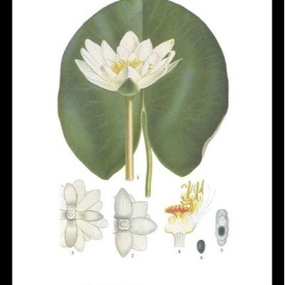 Poster White Water Lily