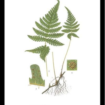 Póster Hultbräken