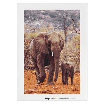 Peinture à numéros - Duo d'éléphants 2