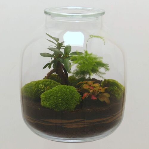 Terrarium vase bonbonne XL