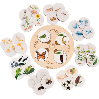 Ensemble de cycles de vie Montessori