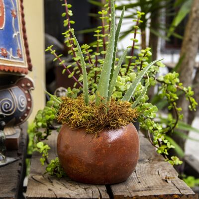 Clay flower pot, Bule Chico