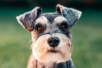 Chien Schnauzer - Diffuseur personnalisé fait main - Personnalisé 3