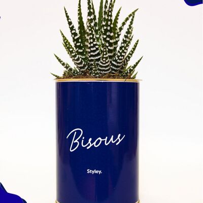 Bisous - Cactus