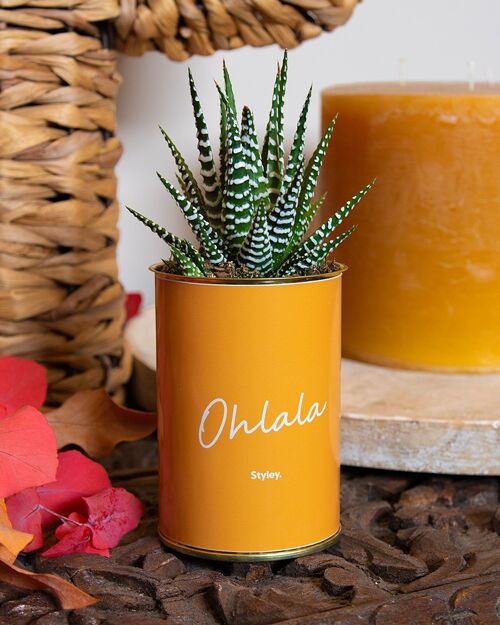 Ohlala - Cactus