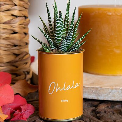 Ohlala - Cactus