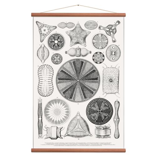 Diatoms White