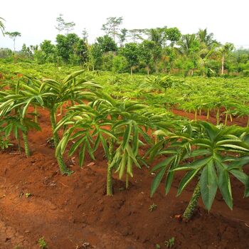 Eponge de Konjac biologique enrichie au Charbon de bambou, en vrac 6