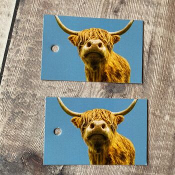 Emballage cadeau vache Highland sur fond bleu - papier d'emballage vache Highland 4