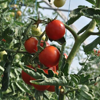 Engrais naturel dont ortie pour tomates, légumes et plates-bandes surélevées 200 ml 2
