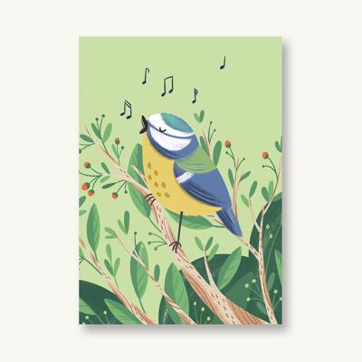 Carte postale Mésange bleue chantant