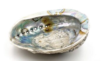 Abalone shell or Abalone Abalone shell size 7-10 cm