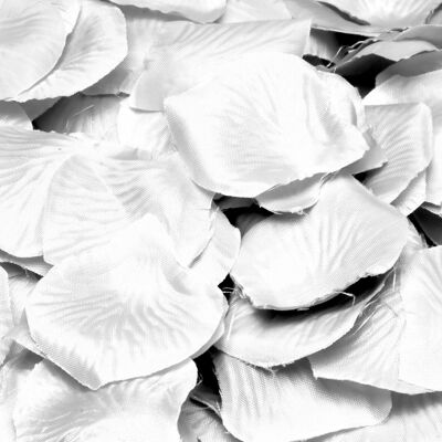 Luxuriöse weiße Rosenblätter