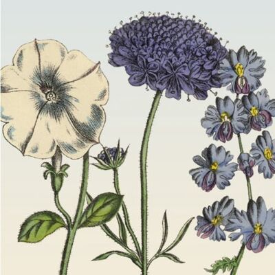 Greeting card ‘Gardenflowers’ with purple retro illustrations of flowers. Relive old times!