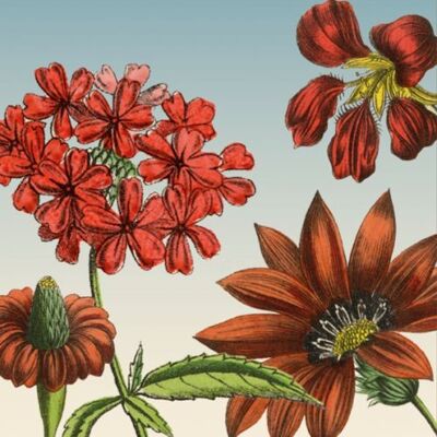 Greeting card ‘Gardenflowers’ with retro illustrations of red gardenflowers.