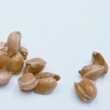 25 kg de coquilles de millet bio avec caoutchouc, article 2220250 6