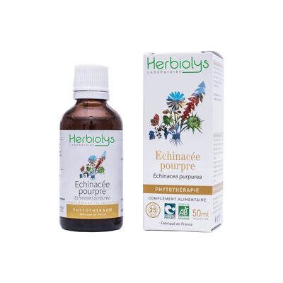 Purple Echinacea Herbal Medicine
