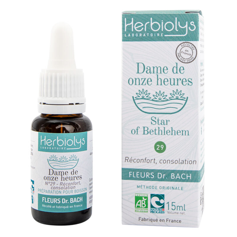 Star of Bethlehem Floral Elixir (n ° 29)