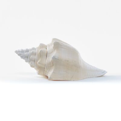 Turbinella petite coquille naturelle.