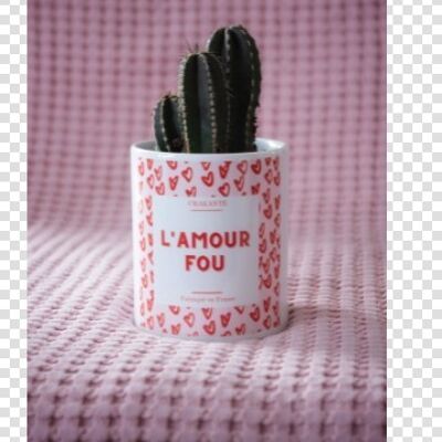 Cactus – « L’amour fou »