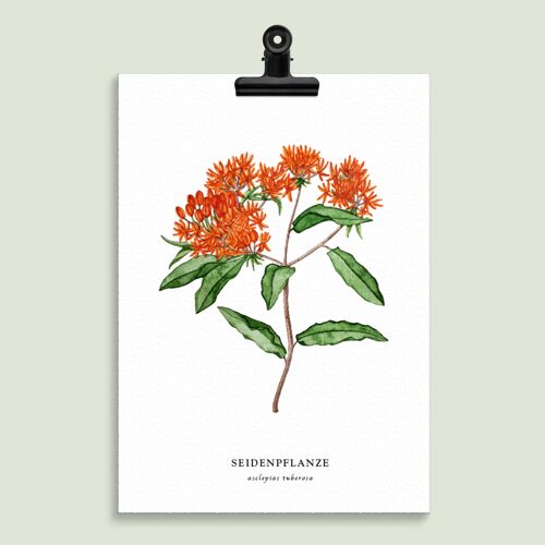 Floral Illustration "Seidenpflanze"