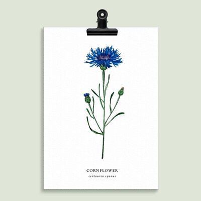 Illustration florale "Bleuet"