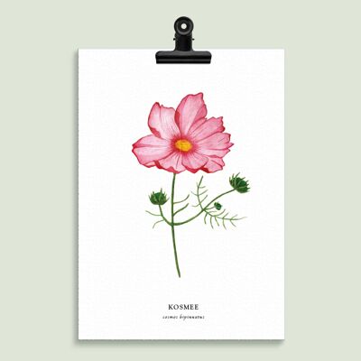 Floral Illustration "Kosmee"