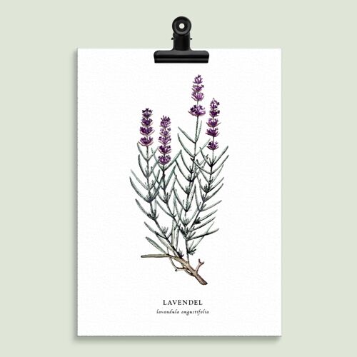 Floral Illustration "Lavendel"