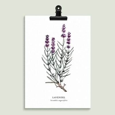 Floral Illustration "Lavender"