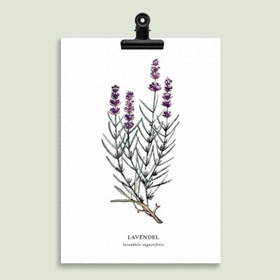 Illustrazione floreale "Lavanda"