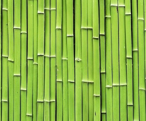 Motiv-Fotokarton "Bambus", 49,5 x 68 cm
