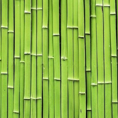 Motif photo cardboard "Bamboo", 49.5 x 68 cm