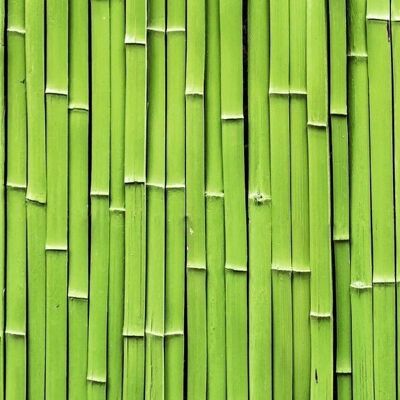 Motiv-Fotokarton "Bambus", 49,5 x 68 cm