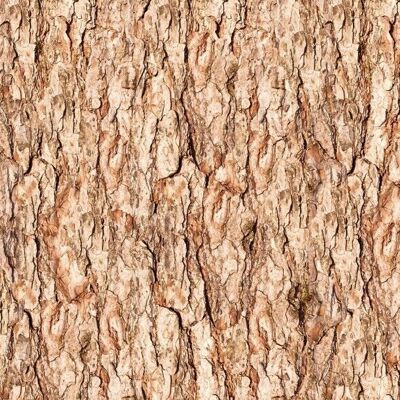 Motif photo cardboard "Tree bark", 49.5 x 68 cm