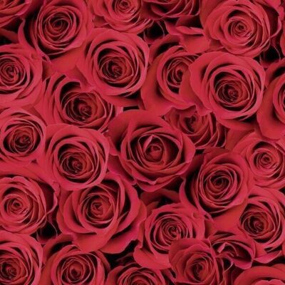 Carton photo motif "Rose rouge", 49,5 x 68 cm