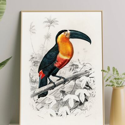 Toucan Vintage from Birds of America Print - A4 Print Only