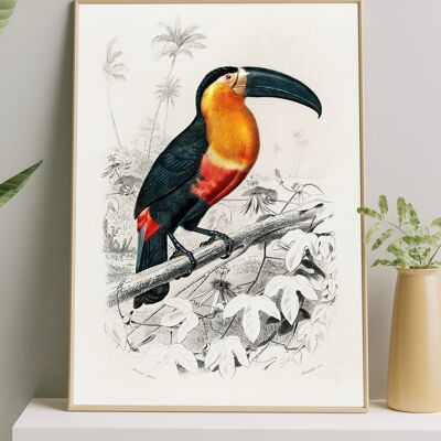 Toucan Vintage from Birds of America Print - A2 Print Only