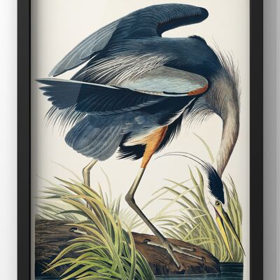 Great Blue Heron (Vintage Illustration from Birds Of America by John Audubon - A1 Print Only