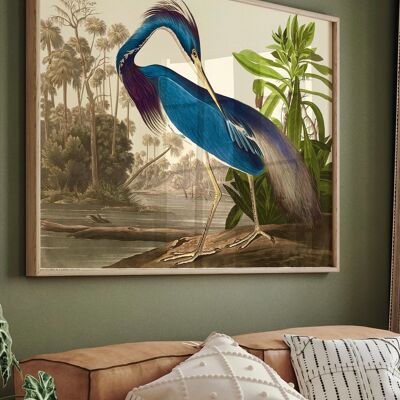 Louisiana Heron from Birds of America (1827) Print - A4 Print Only