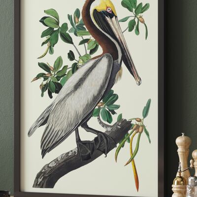 Vintage Bird Wall Art | Audubon Bird America Brown Pelican Art Print - A1 Print Only