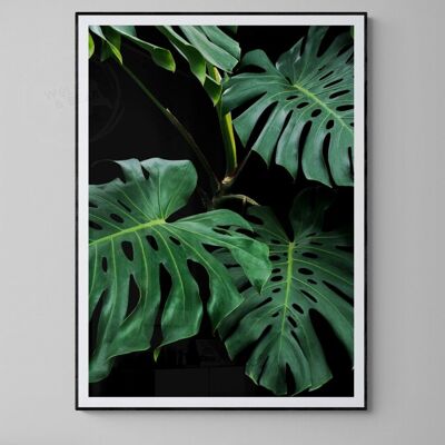The Cheese Plant - A4 Print Only