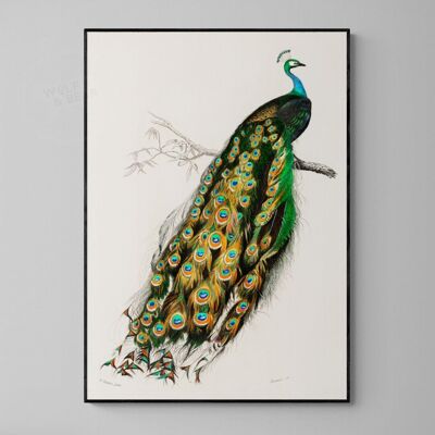 Vintage Peacock - A3 Print Only