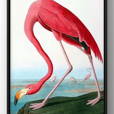 American Flamingo Vintage Print | Vintage Wall Art - 50X70CM PRINT ONLY